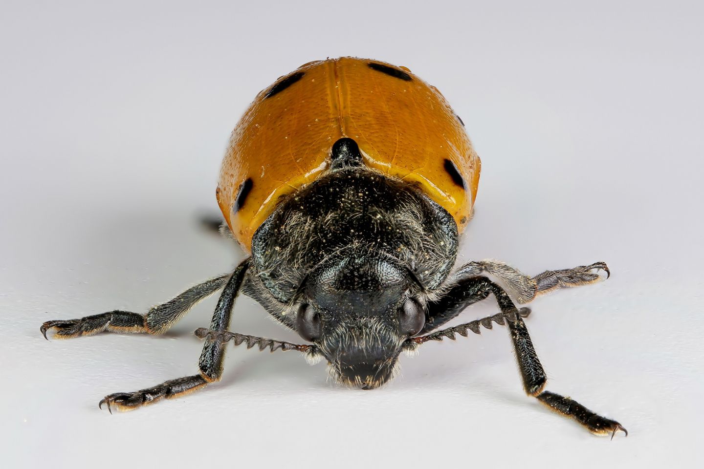 Chrysomelidae - Lachnaia italica italica